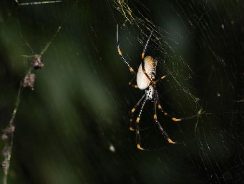 Trichonephila plumipes